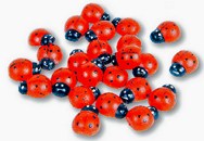Les belles coccinelles